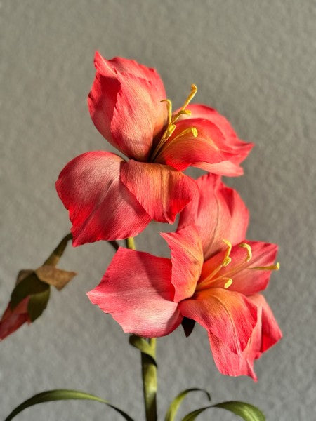 Coral Amaryllis Stems